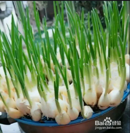 发芽的大蒜怎么种土里