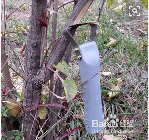 怎样提高苹果的座果率