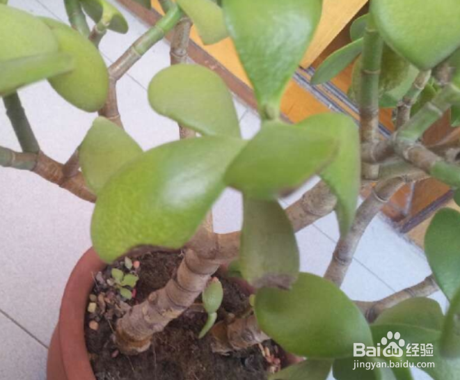 玉树叶子发黄发软怎么补救