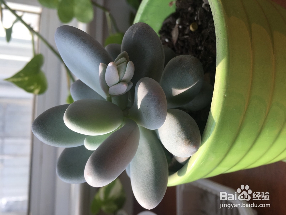 多肉桃美人成长记录