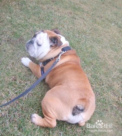 宠物疾病预防：[5]犬副流感