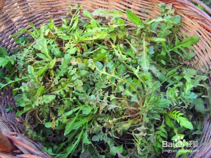 吃荠菜的好处？