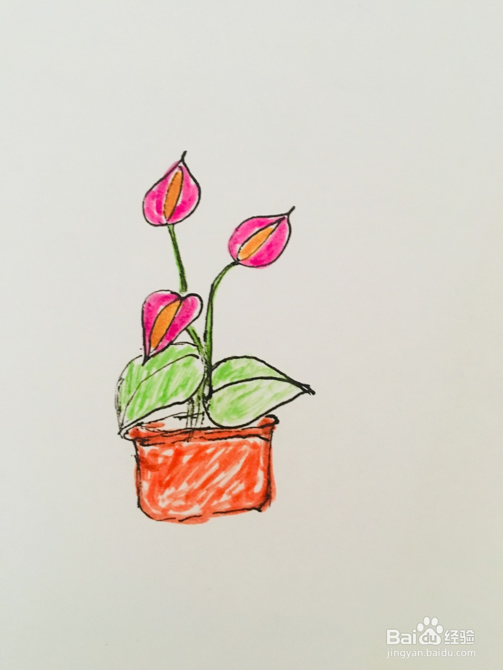 幼儿简笔画：马蹄莲花的画法