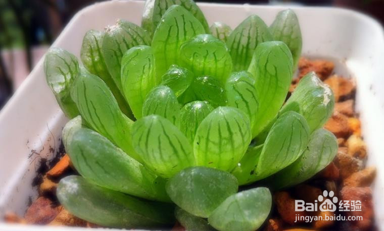 如何种子播种玉露