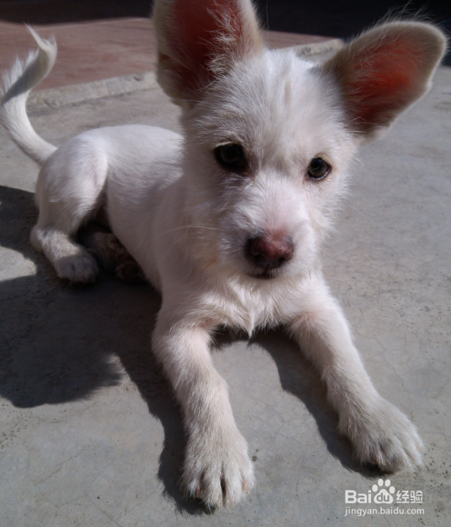 串串狗到底是什么犬种?