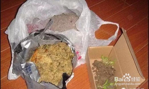 如何阳台盆栽种青菜?