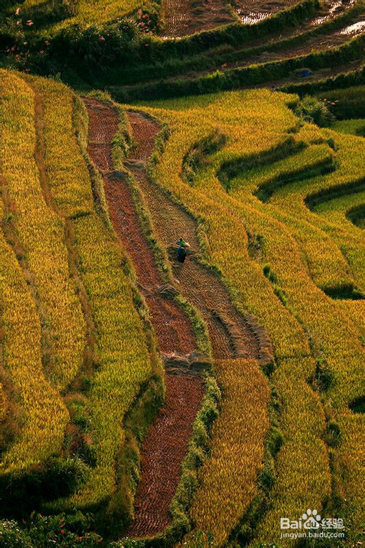 壮语声调主要学习什么?