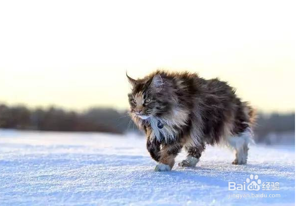 缅因猫拉肚子的原因及处理办法
