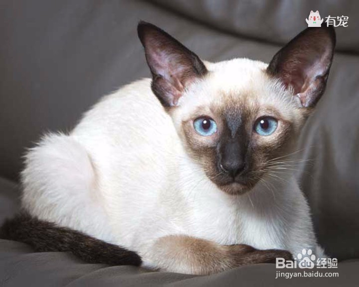 宫庭“秘宝”暹罗猫