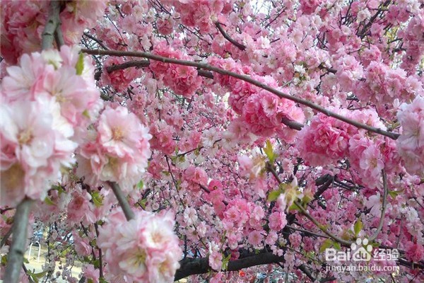 重庆赏花地图最全攻略必收藏-莫辜负这大好春光