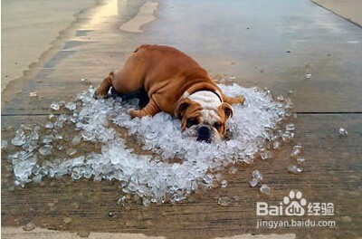 夏季狗狗中暑怎么办？如何预防？