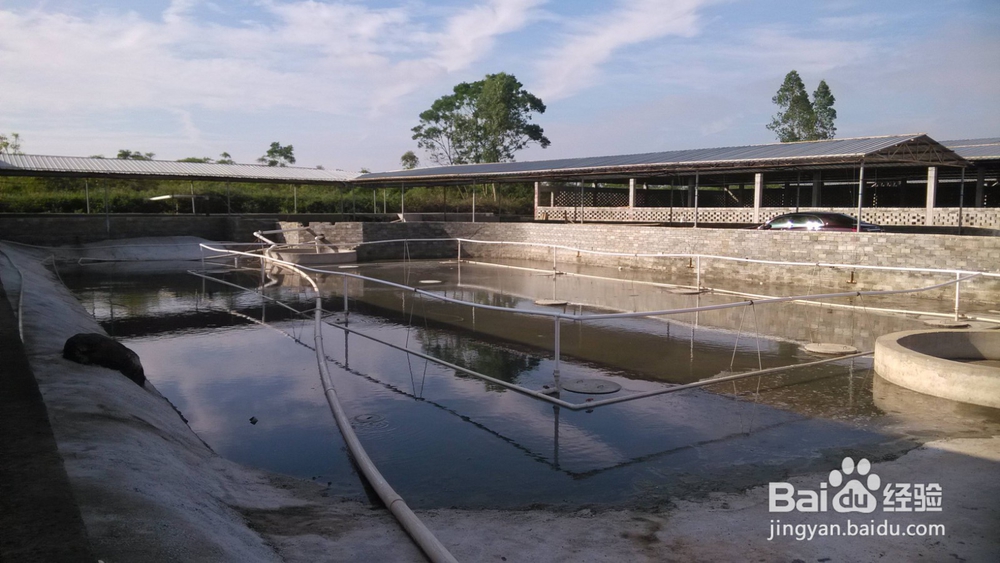 活性生长激素对动物生长的作用