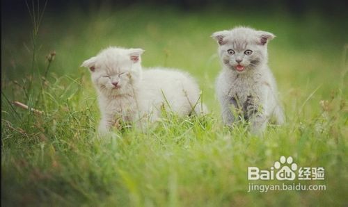 英国短毛猫产生要如何护理