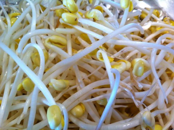 培根炒黄豆芽蒜苗