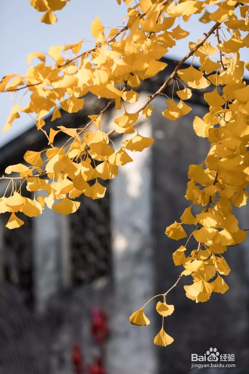 秋色渐浓,在香村遇见金色周庄