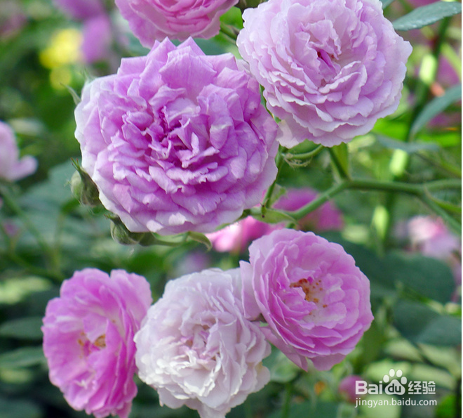 联通3g卡怎样包流量