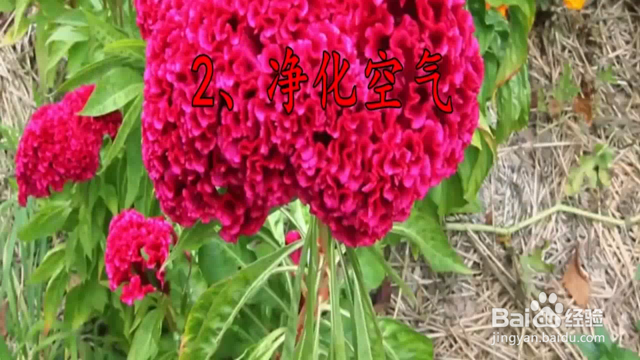 怎样充分发挥鸡冠花的作用