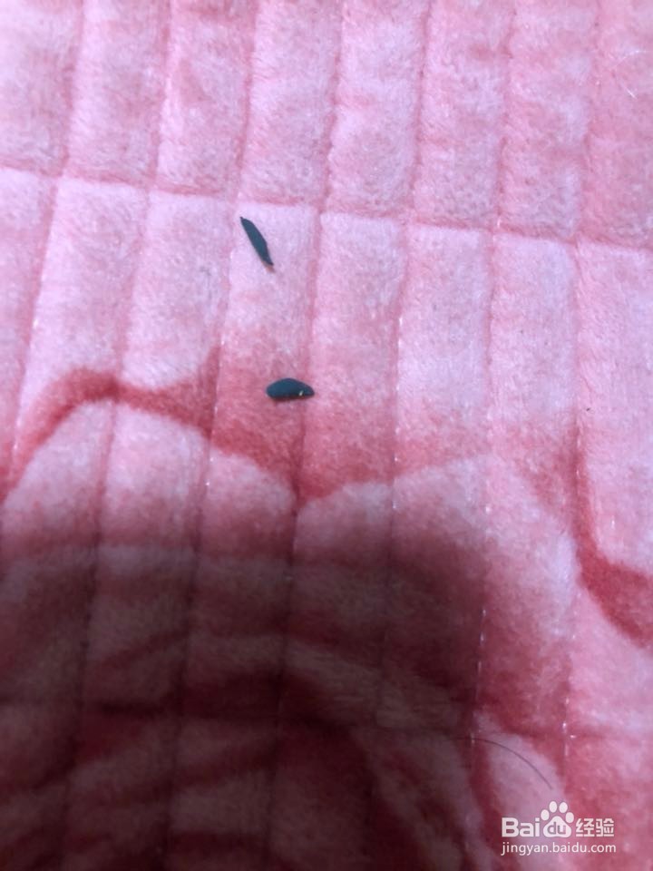 制作黄色的愤怒的小鸟