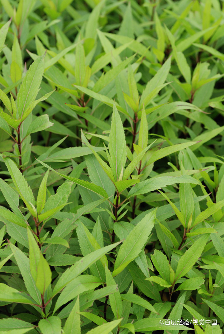 米兰叶子有锈斑怎么治