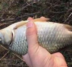 豆渣怎么做鲢鳙饵料