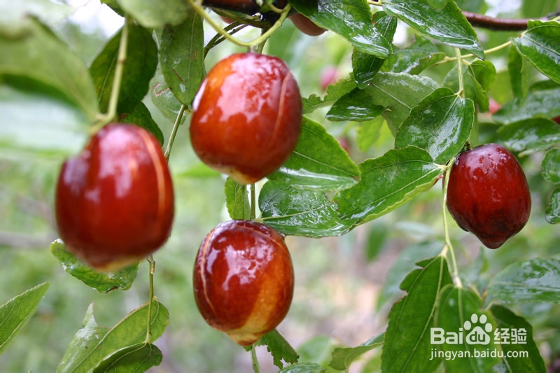 秋季养生吃枣有技巧