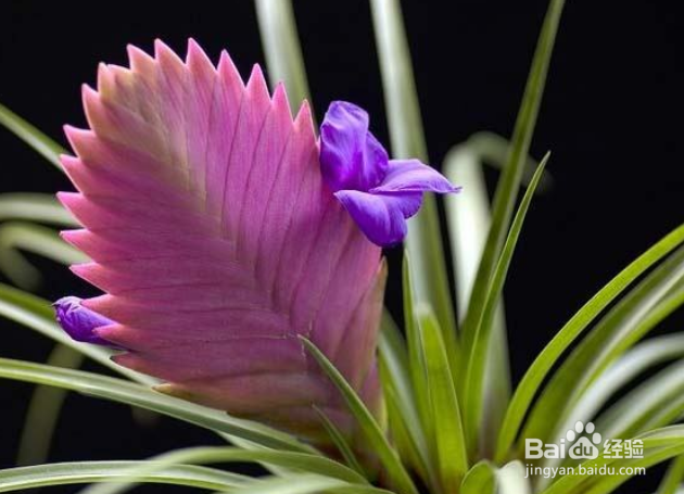 铁兰的养殖方法和注意事项