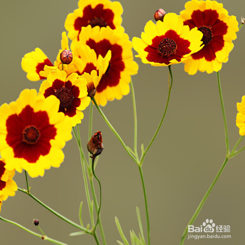 蛇目菊草本花卉怎么养殖？