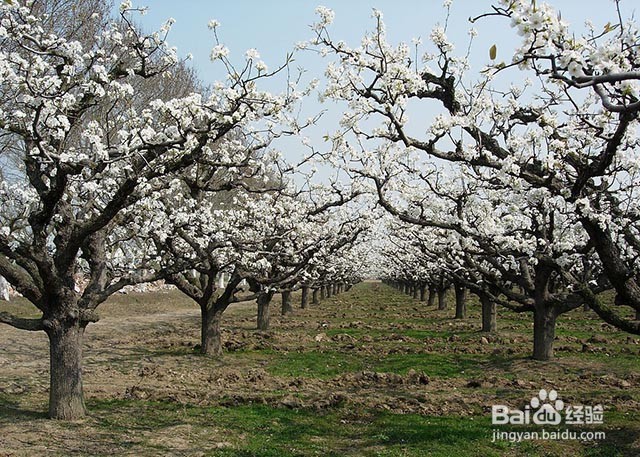 果树膨果着色增甜的管理要点有哪些
