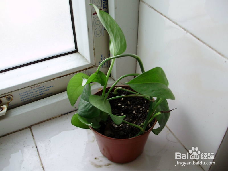 办公场所推荐植物之赏叶植物