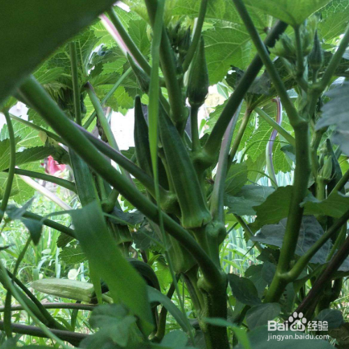 秋葵的培育方法和注意事项