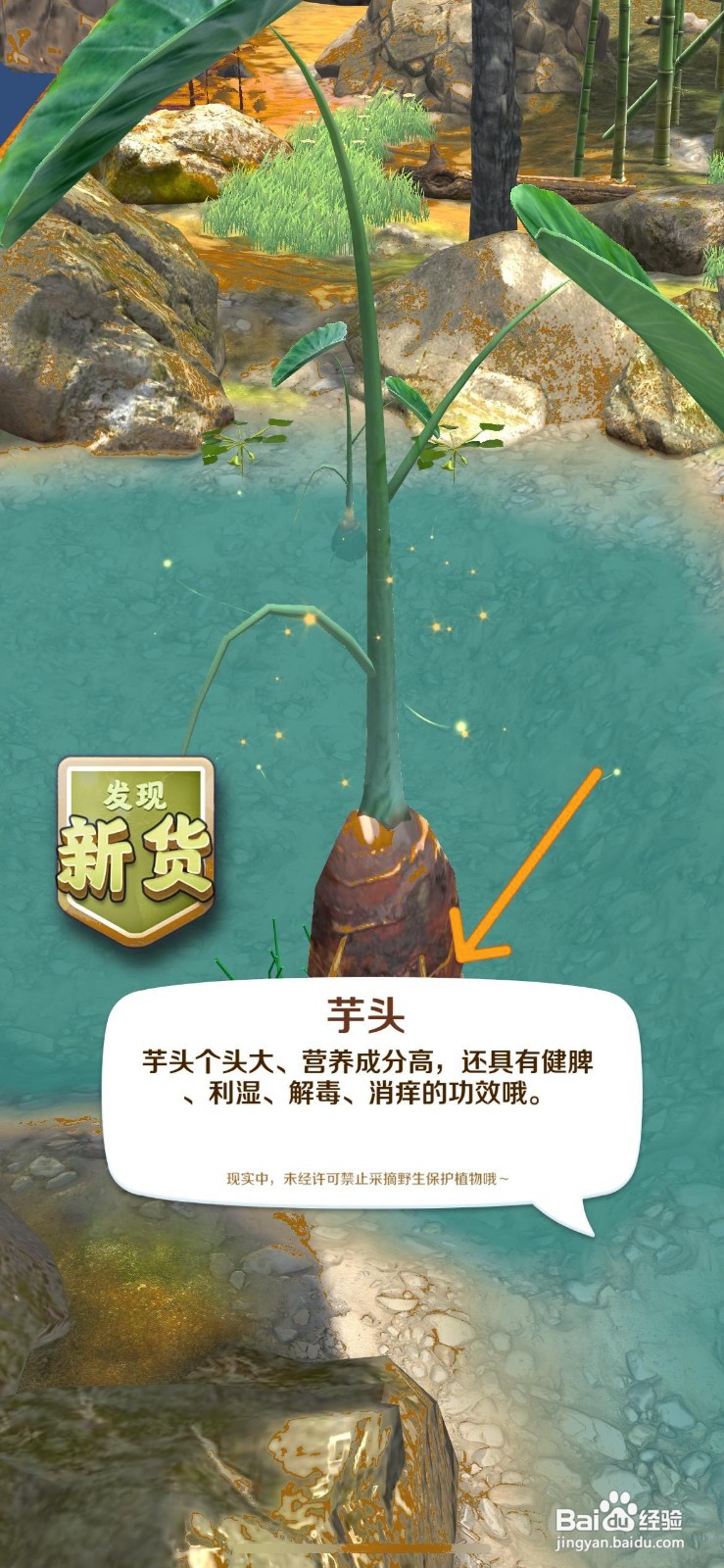 赶山赶海开饭店怎么去找营养成分高的芋头