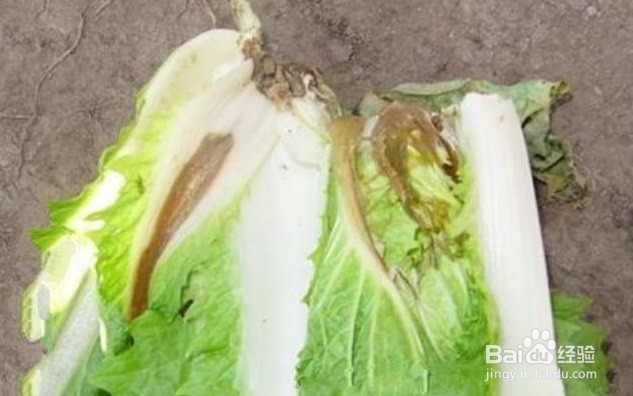 白菜烂根烂心怎样防治?