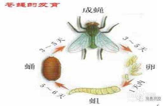 工厂如何布控蚊蝇