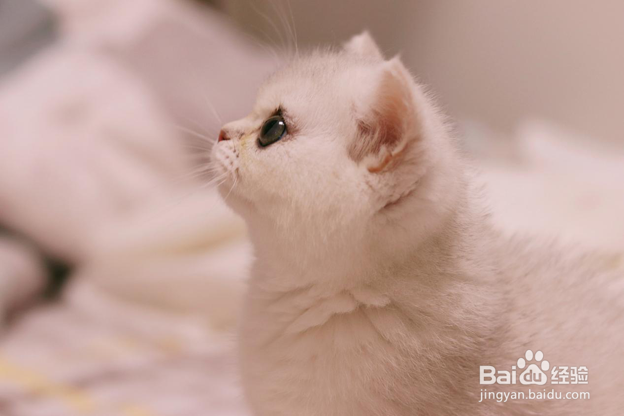 猫咪美毛适合吃鱼油还是猫卵磷脂？