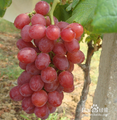 草莓跟葡萄，谁的营养价值会更加高呢?