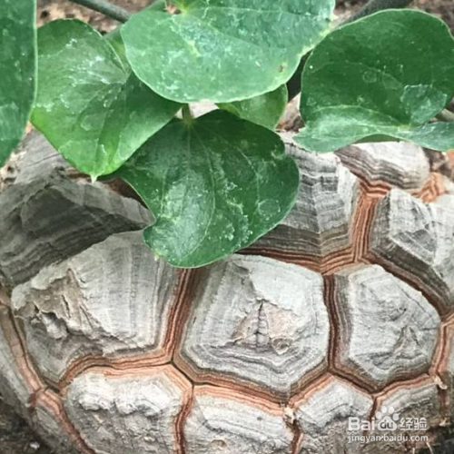 龟甲龙的养殖方法和注意事项