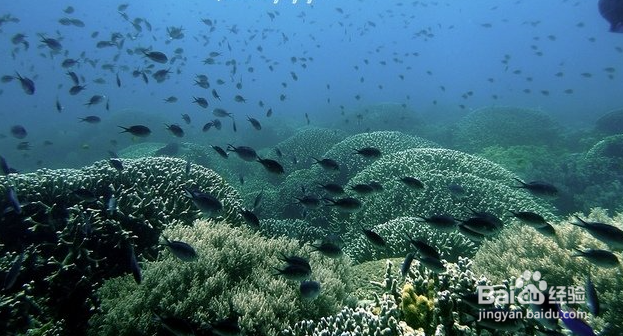 杜玛盖地的旅游攻略