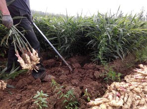 生姜如何种植