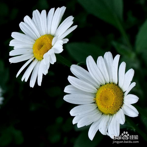 大滨菊种子的种植方法