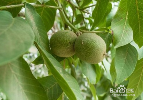 核桃树虫子蛰到怎么止疼