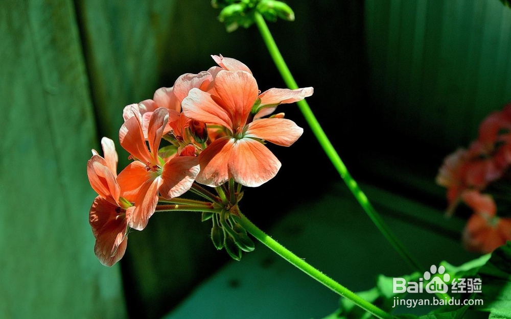 考研英语二怎么学习,这四个问题要明白