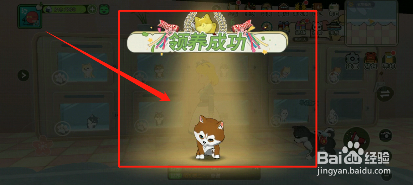 如何领养哈士奇