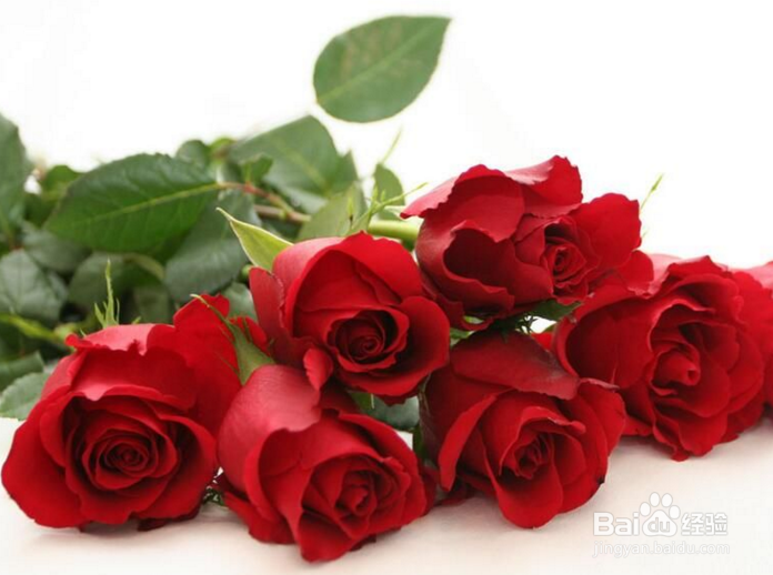 几朵玫瑰表示的含义