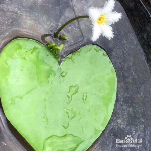 水培一叶莲怎么养才开花