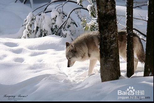 学习狼生存的哲学