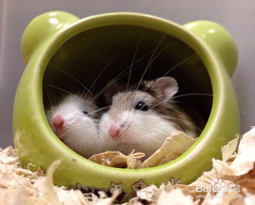 小孩养仓鼠注意事项 小孩养仓鼠要注意什么