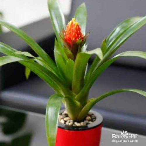 火炬花如何养殖？