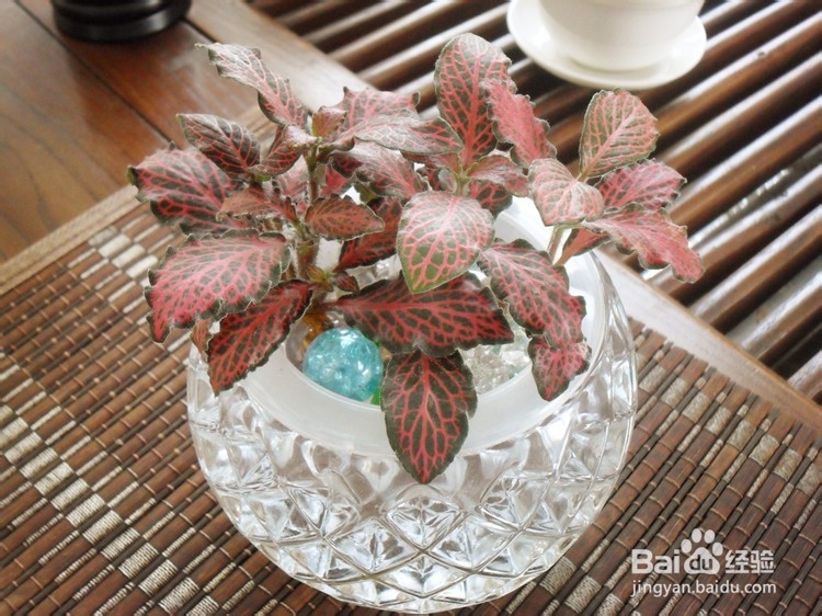 水养小植物如何栽种