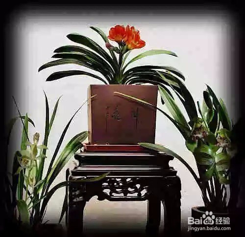 史上最吸毒的植物