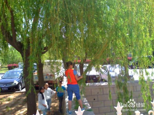 怎样教育孩子爱护树木和花草